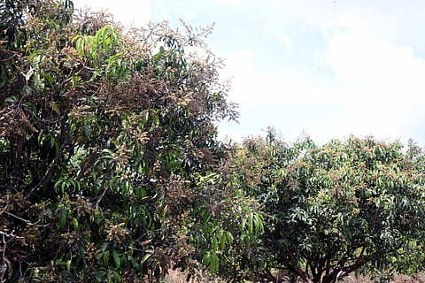 8 lxr 3
