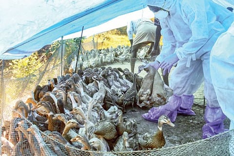 Bird-flu