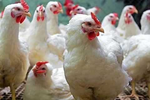 Boiler cock