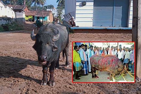 Bull