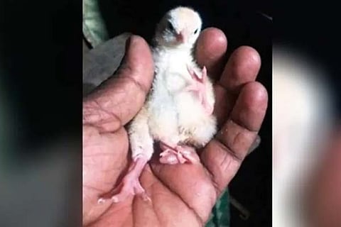 Chick