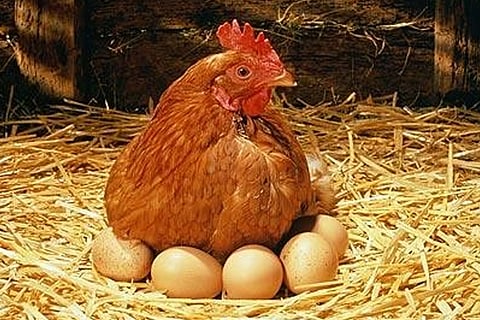 Chicken Egg