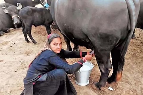Gujrat Woman