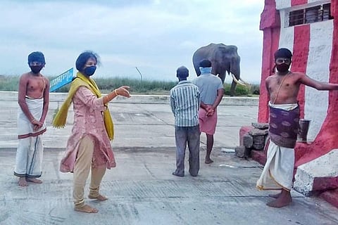 Himavad Gopalaswamy hill Elephant