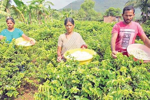 Kakada Farming