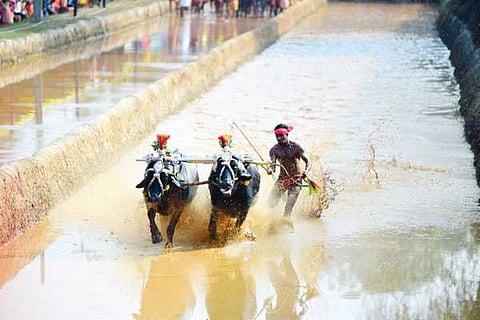 Kambala