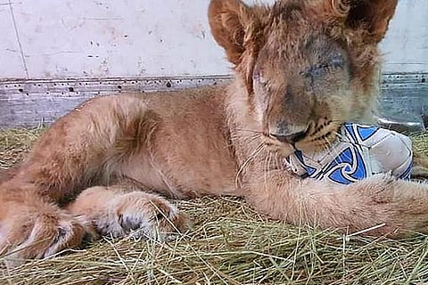 Lion Cub