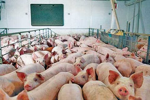 Pig