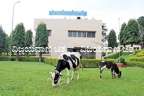 Shimul