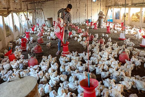bird flu