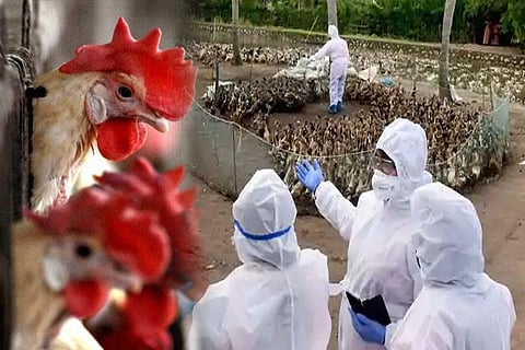 birdflue
