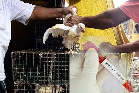 birdflue
