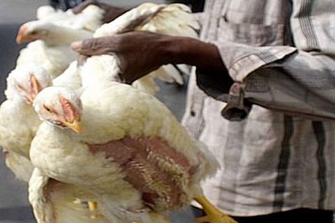 chicken