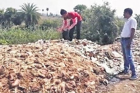 chicken