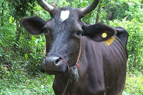 cow