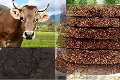cowdung