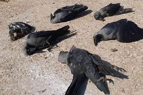 crow