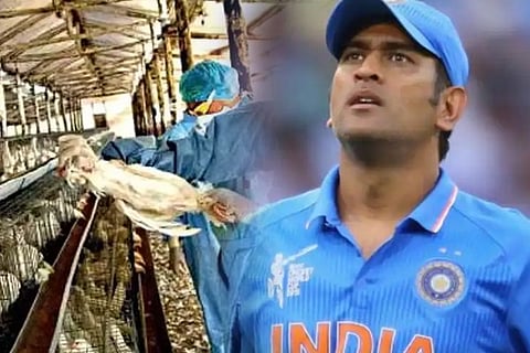 dhoni
