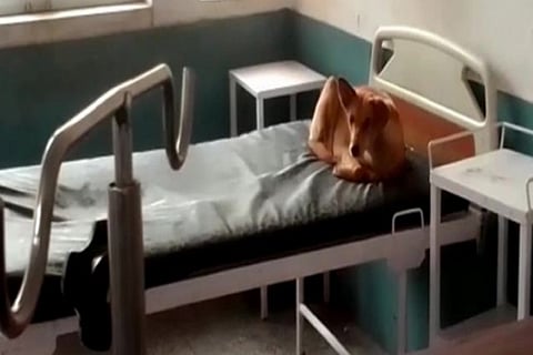dog
