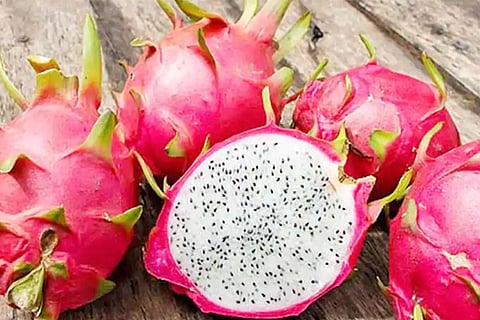 draggen fruit