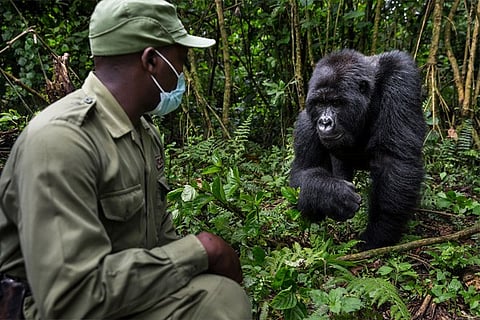 gorilla