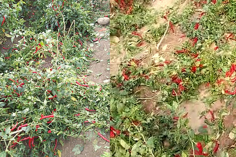 gp election chilli