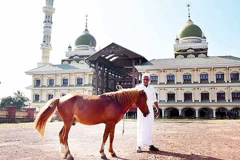 horse