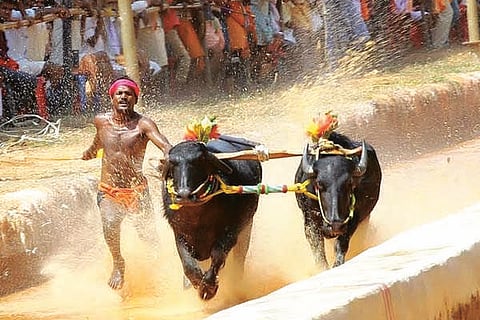 kambala