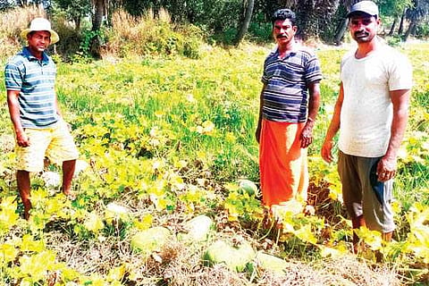 kumbla kayi new