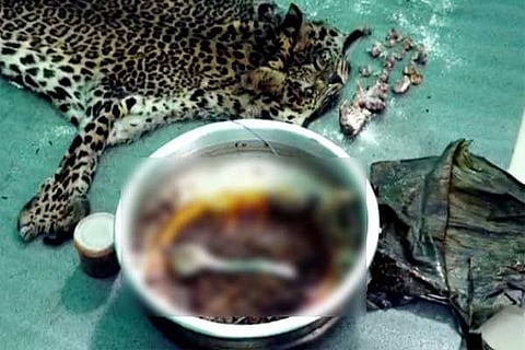 leopard