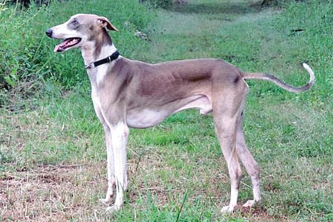 mudhola dog
