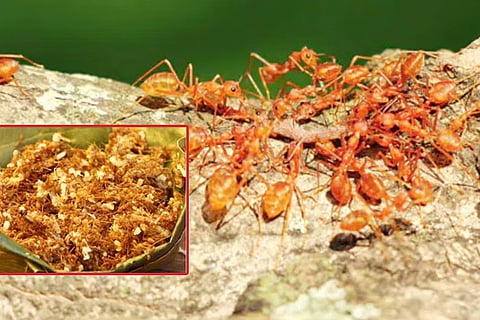 red ant covid