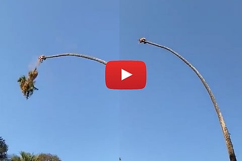 tree cut