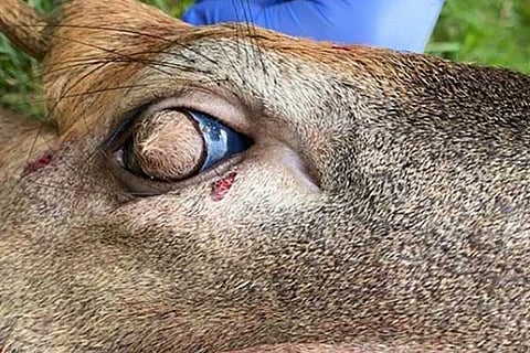 Deer