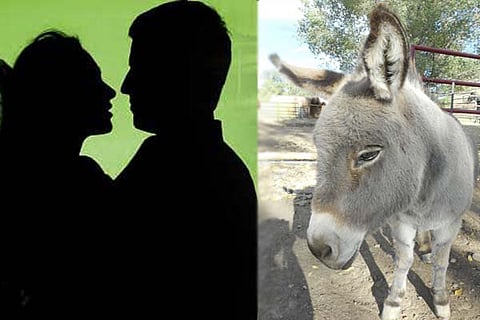 Donkey