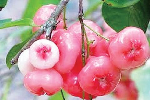 Fruits
