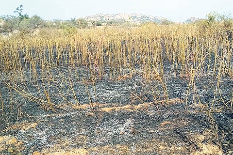 Indaragi Fire at toor seed field