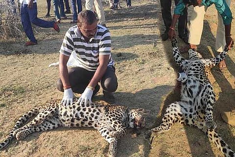 Leopard