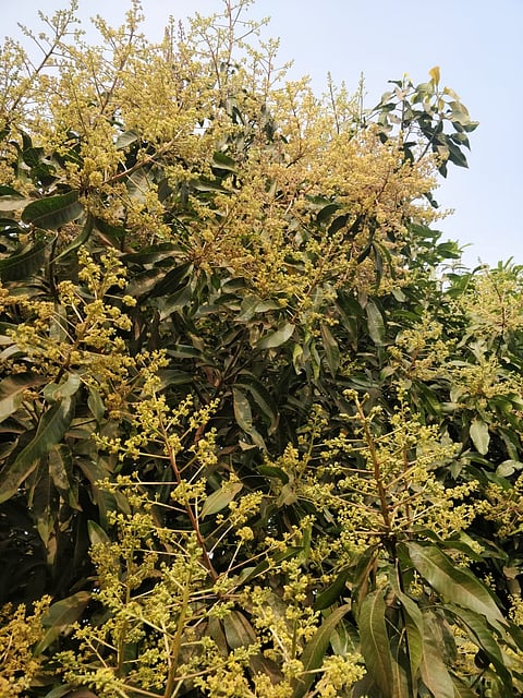 Mavu-2