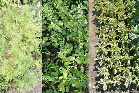 Medicinal plants
