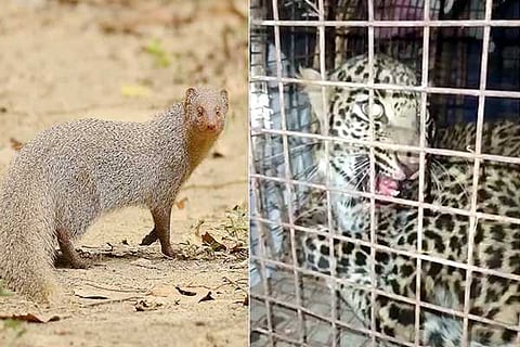 Mongoose-cheetha