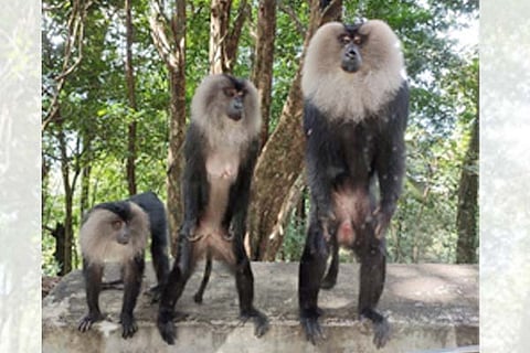 Singalika