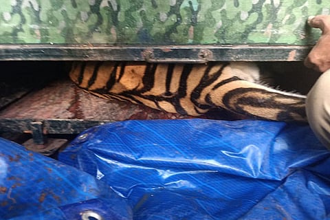 Tiger 1