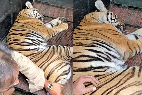 Tiger 2