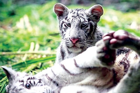 White Tiger