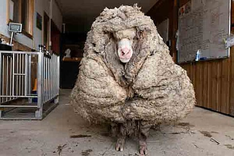 Wild Sheep