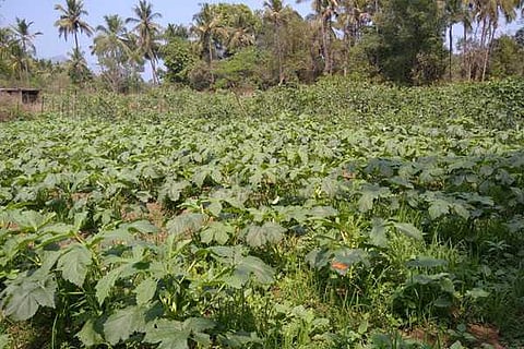 aladangady farmers company