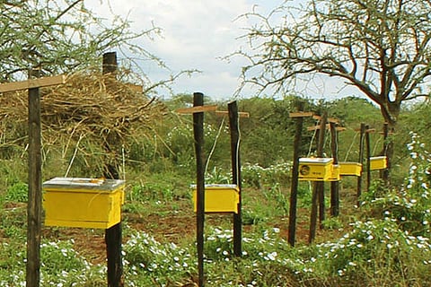 bee fence