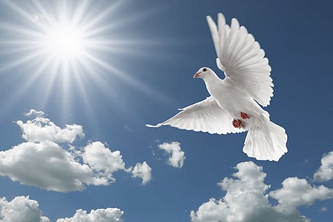 bird