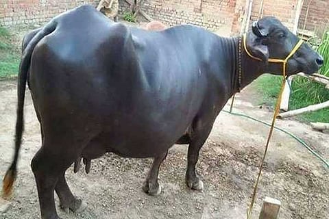 buffalo